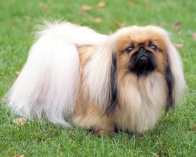 Пекинес (Pekingese) - одна из древнейших пород собак в мире. Описание, фото  и отзывы о породе.