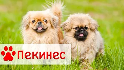 Порода собак пекинес: 🐕 характеристика, плюсы и минусы