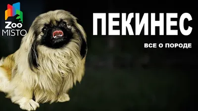 Пекинес (Pekingese) - одна из древнейших пород собак в мире. Описание, фото  и отзывы о породе.