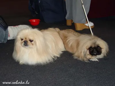 Белый Пекинес Pekinese Peke Whelp Щенок Собака — стоковые фотографии и  другие картинки 2015 - 2015, Белый, В полный рост - iStock