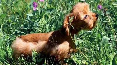 Пропала собака Петербургская орхидея, чипирована, СПб | Pet911.ru