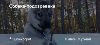 собака подозревака｜Búsqueda de TikTok