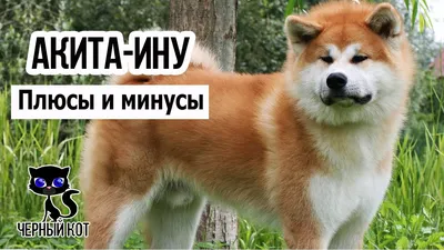 Порода собак «Акита-ину» - World-dogs.ru