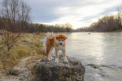 Акита Ину (Akita Inu) - легендарная порода собак родом из Японии. Описание,  отзывы, питомники.