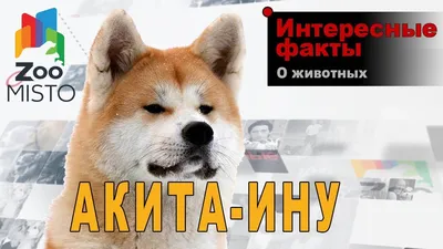 Пропала собака породы Акита Ину в Нахабино | Pet911.ru