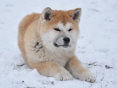 Найдена собака породы Акита ину на Новозаводской улице | Pet911.ru