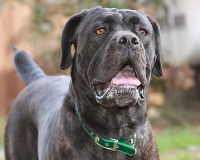 Кане корсо (Cane Corso) – это бесстрашная и очень преданная порода собак.  Описание, фото, отзывы владельцев.