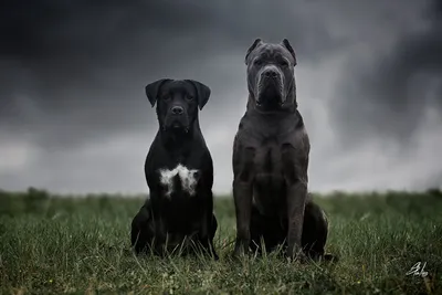 Кане корсо (Cane Corso) – это бесстрашная и очень преданная порода собак.  Описание, фото, отзывы владельцев.