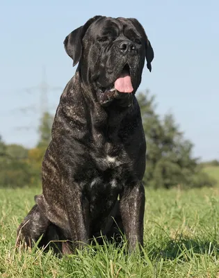 Кане-корсо: как ухаживать, описание породы🐕, характер, размер, фото