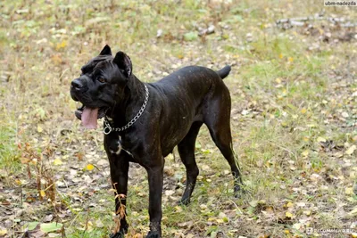 Кане корсо (Cane Corso) – это бесстрашная и очень преданная порода собак.  Описание, фото, отзывы владельцев.