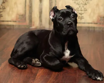 Кане корсо (Cane Corso) – это бесстрашная и очень преданная порода собак.  Описание, фото, отзывы владельцев.