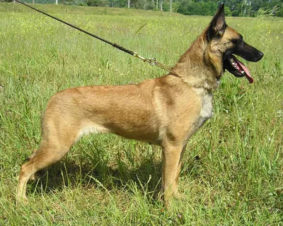 Бельгийская овчарка малинуа (Belgian Shepherd Malinois) - это очень умная,  энергичная, бдительная порода собак. Описание, фото и отзывы.