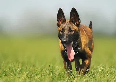 Бельгийская овчарка (Малинуа): 🐕 описание породы, характер собаки, виды,  фото