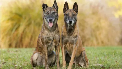 Как подготовиться к появлению у вас щенка малинуа — Belgian malinois and  dog training center