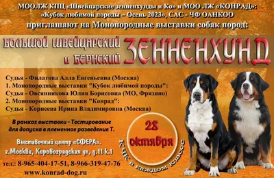 Большой швейцарский зенненхунд ГРОСС. Виды зенненхундов | Кому подойдет порода  зенненхунд? - YouTube