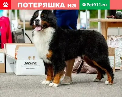 Швейцарская порода собаки Бернский зенненхунд (Berner Sennenhund.