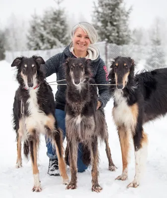 Русская псовая борзая (Borzoi) - это преданная и величественная порода собак.  Описание, фото и отзывы.