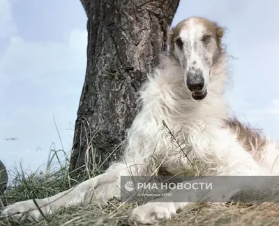 Белая собака породы русская борзая …» — создано в Шедевруме