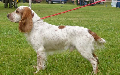 Русский охотничий спаниель (Russian Spaniel) - это добродушная, преданная и  надежная порода собак. Описание, фото и отзывы.