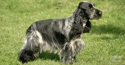 Стрижка русского спаниеля | Зоосалон и школа груминга All-Grooming. Груминг  и обучение стрижке собак