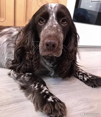 Русский охотничий спаниель (Russian spaniel) (Породы собак) русские собаки,  русские породы собак, русская спаниель, русски спаниель, русская охотничья  спаниель, щенки русской спаниели, щенки русского спаниеля Энциклопедия о  животных EGIDA.BY