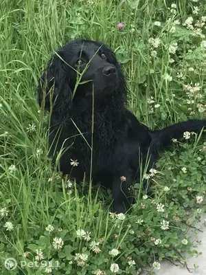 Русский охотничий спаниель. in 2023 | Cocker spaniel dog, Spaniel dog,  Cocker spaniel