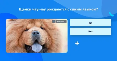 Почему у чау-чау Синий язык? Интереснейшие версии!!! | Маленькая Жизнь на  планете Земля | Дзен