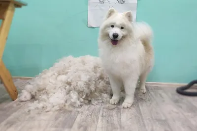 Самоедская собака (самоед). Фото | Samoyed, Samoyed dogs, Samoyed puppy