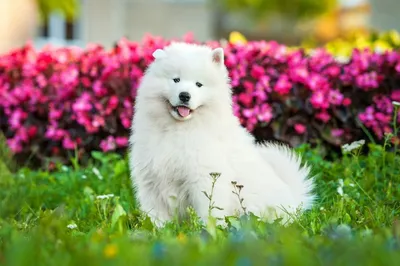 Самоедская лайка (Samoyed, Samoyedskaja) (Породы собак) самоедская собака,  породы лаек, самоед собака, купить лайку, щенки лайки, самоед цена, самоед  фото, купить щенка лайки, самоедская лайка фото Энциклопедия о животных  EGIDA.BY