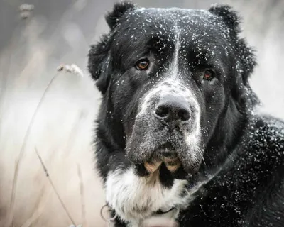 сао, алабай,волкодав | Large dog breeds, Alabai dog, Kangal dog