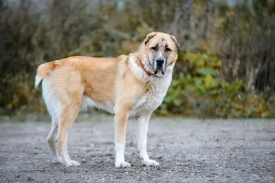 Алабай 🐕 как ухаживать, характеристика породы, размеры, клички, фото