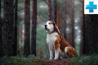 Собака: Среднеазиатская овчарка, Свердловская обл. | Pet911.ru