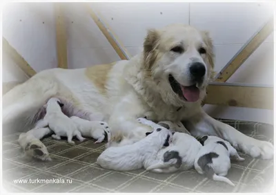 Алабай , собака, среднеазиатская овчарка, Волкодав | Shepherd dog, Labrador  retriever, Corgi