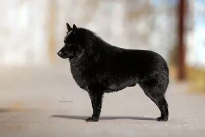 Пропала собака Шипперке на Сиреневом бульваре, Москва | Pet911.ru