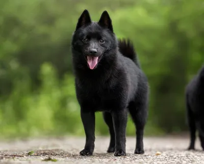 Шипперке (Schipperke) - это очень активная, преданная и игривая порода собак.  Отзывы, фото и описание породы.