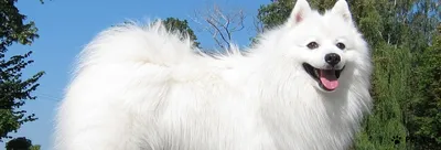 Японский шпиц (Japanese Spitz) - активная, преданная и очень игривая порода  собак. Фото, описание и отзывы.