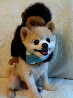 Шунсуке – самый очаровательный пес Японии | Funny animals, Cute puppies,  Cute dogs