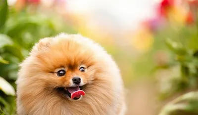 Шунсуке – самый очаровательный пес Японии - 9 Января 2012 - Astrapets -  Животные в Астрахани