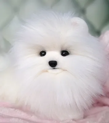 Шунсуке Померанский шпиц продажа Чашка для маленьких собак Pet Dog Living  Чистокровный карман
