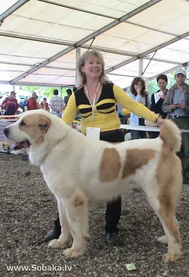 Среднеазиатская овчарка. . волкодав. алабай. | Caucasian dog, Dogs, Alabai  dog