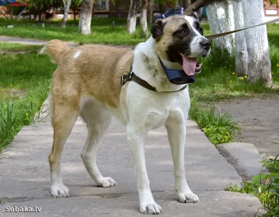 Пропала собака породы Среднеазиатская овчарка в Челябинске | Pet911.ru