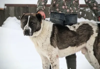 Пропала среднеазиатская овчарка в Баландино, на Портовой улице | Pet911.ru