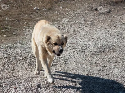 Пропала среднеазиатская овчарка в Баландино, на Портовой улице | Pet911.ru