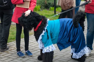 Белый волк+Собака Сталина... - Белый волк+Собака Сталина