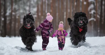 ✓ Русский чёрный терьер, плюсы и минусы породы. Особенности содержания  черныша (собаки Сталина) - YouTube