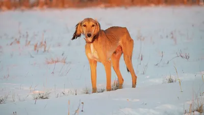 Tobet is a 90 kg Dog (wolf crusher) : r/aww