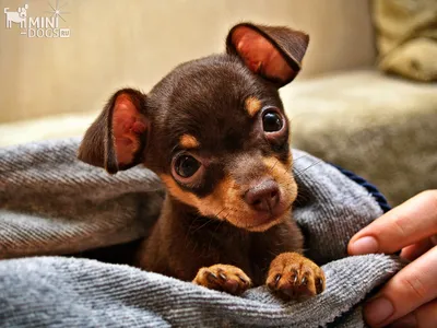 Той терьер | Miniature pinscher dog, Russian toy terrier, Baby animals  super cute