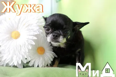 вот вам и собака-улыбака #пудель #instagramvsreality #dogsoftiktok | TikTok