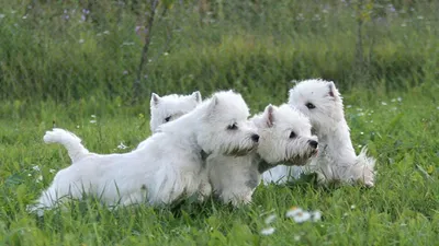 Вест хайленд терьер (West Highland White Terrier) - это веселая, игривая и  активная порода собак. Отзывы, описание и фото.