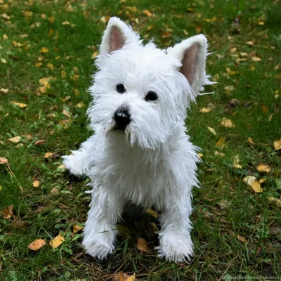 Вест хайленд терьер (West Highland White Terrier) - это веселая, игривая и  активная порода собак. Отзывы, описание и фото.